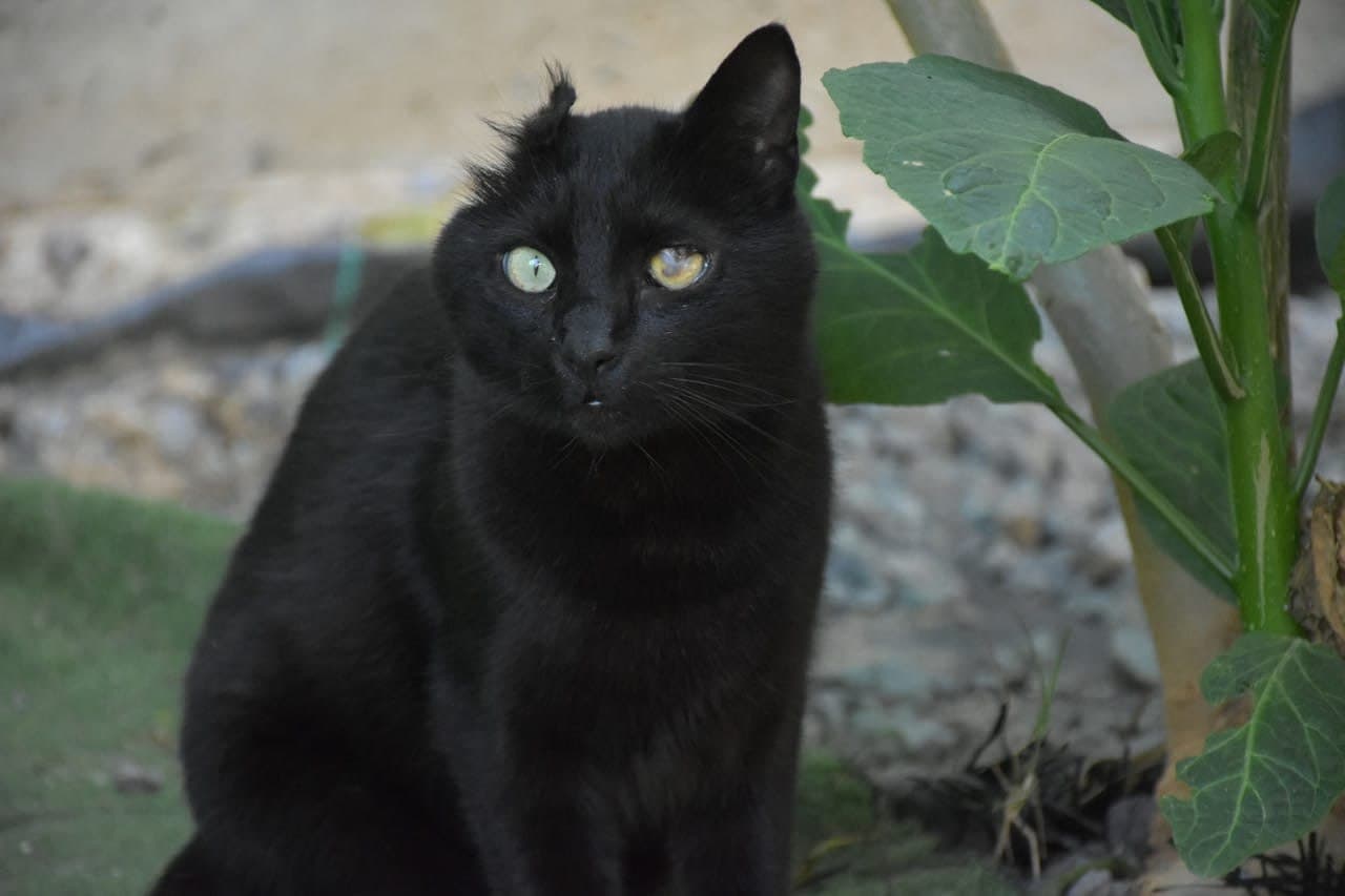 Un Fantastico Gatto