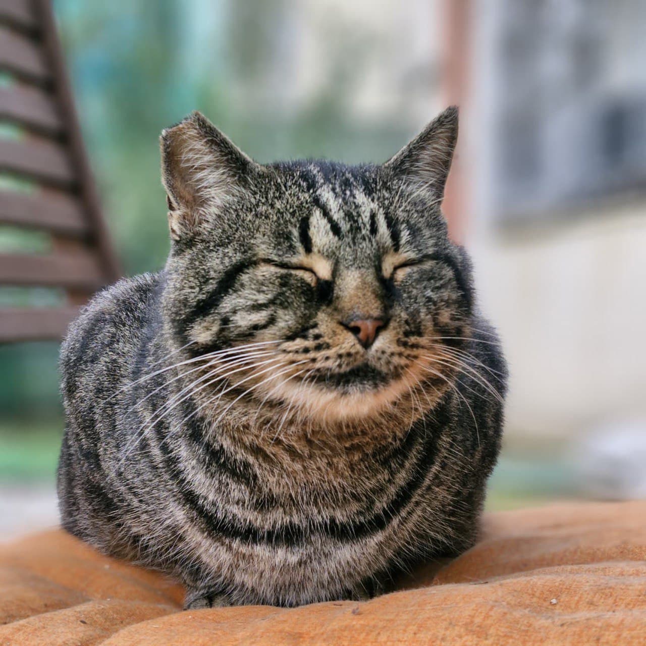 Fierogatto - la nostra missione