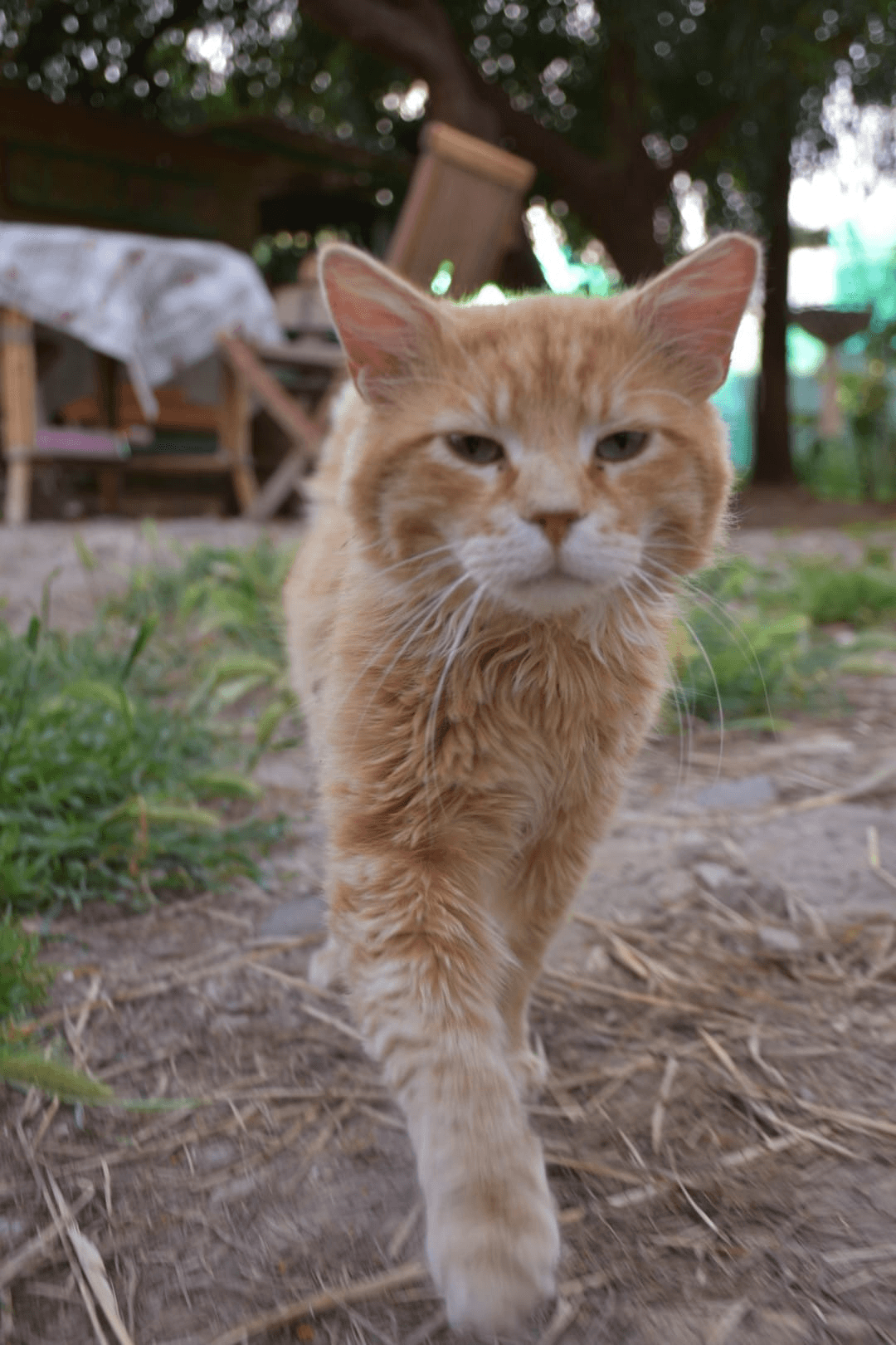 Gatto Achille