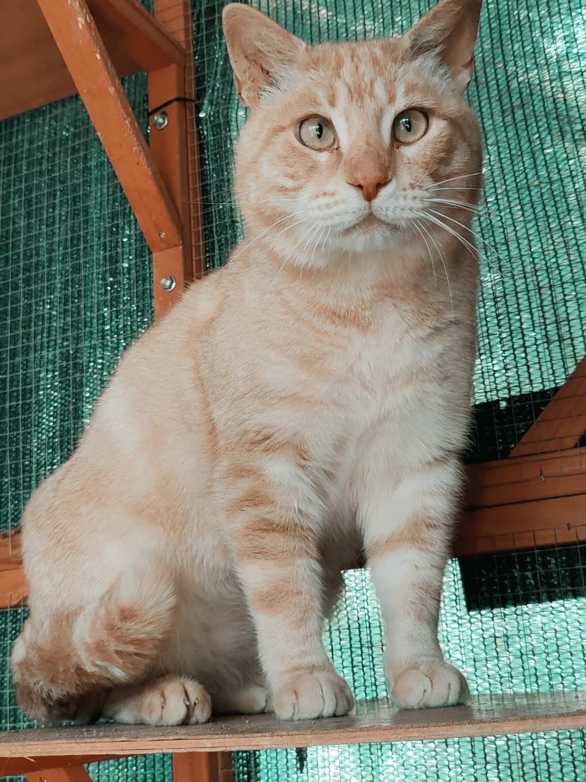 Gatto Amico
