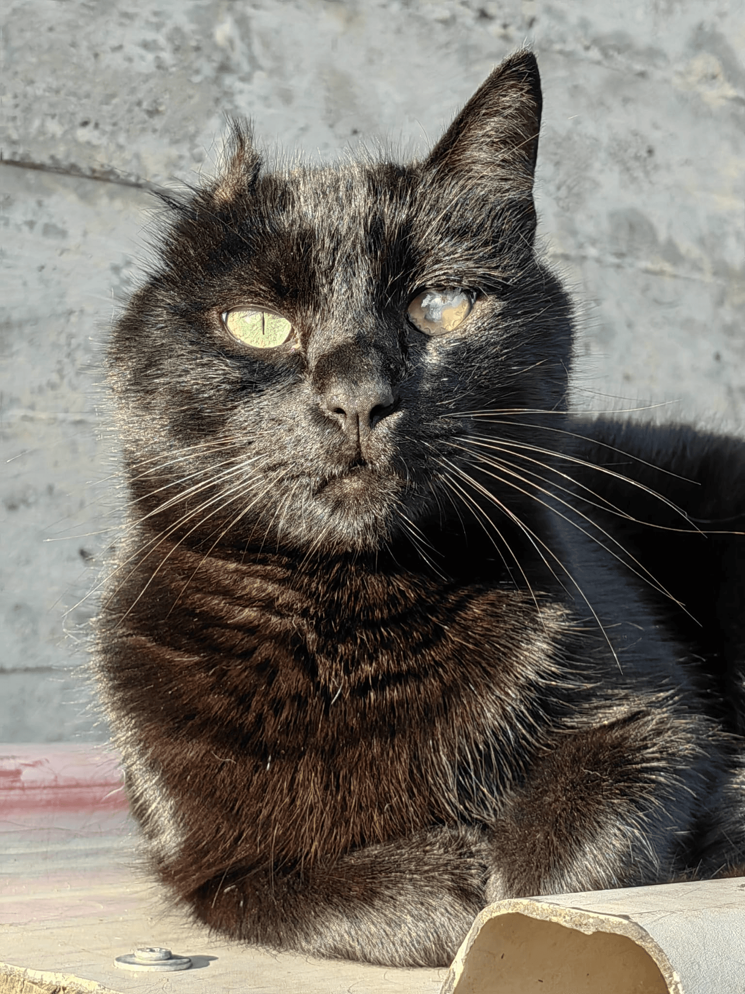Gatto Attila