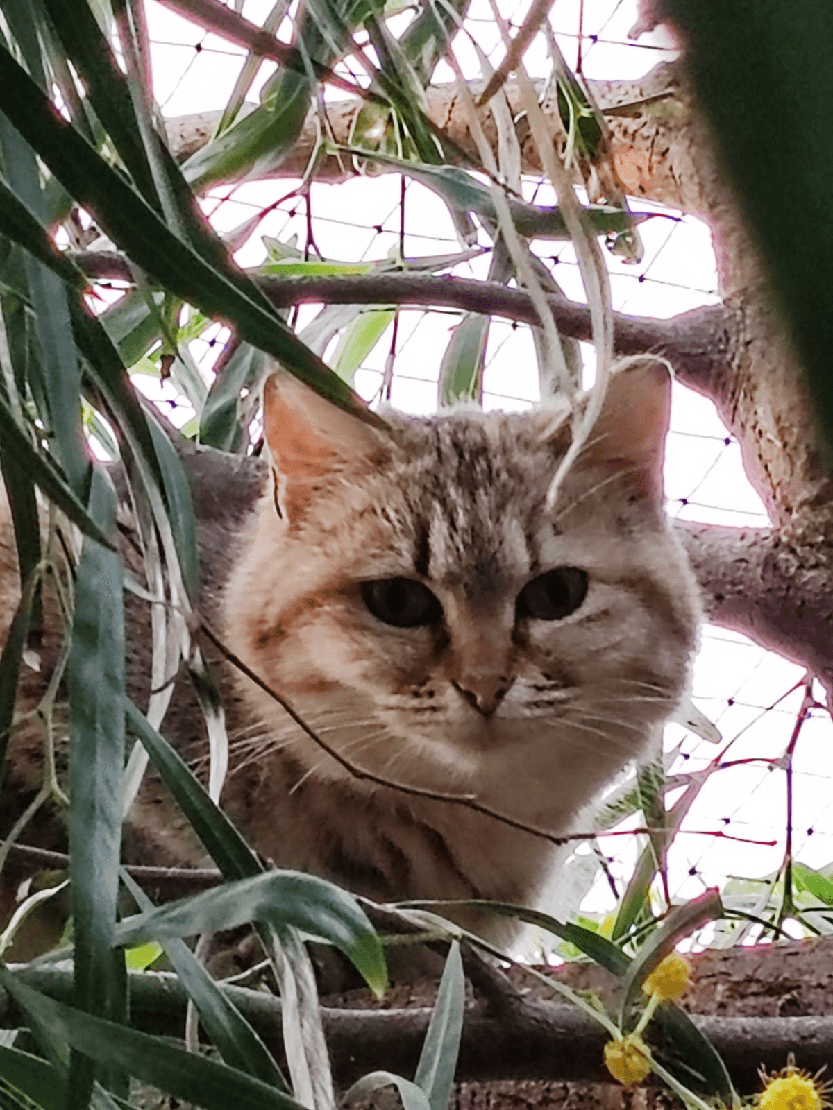 Gatto Balalaika