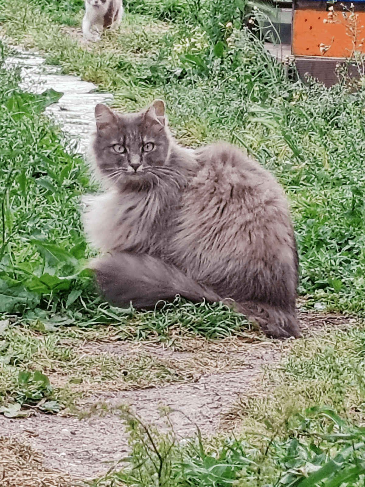 Gatto Bell