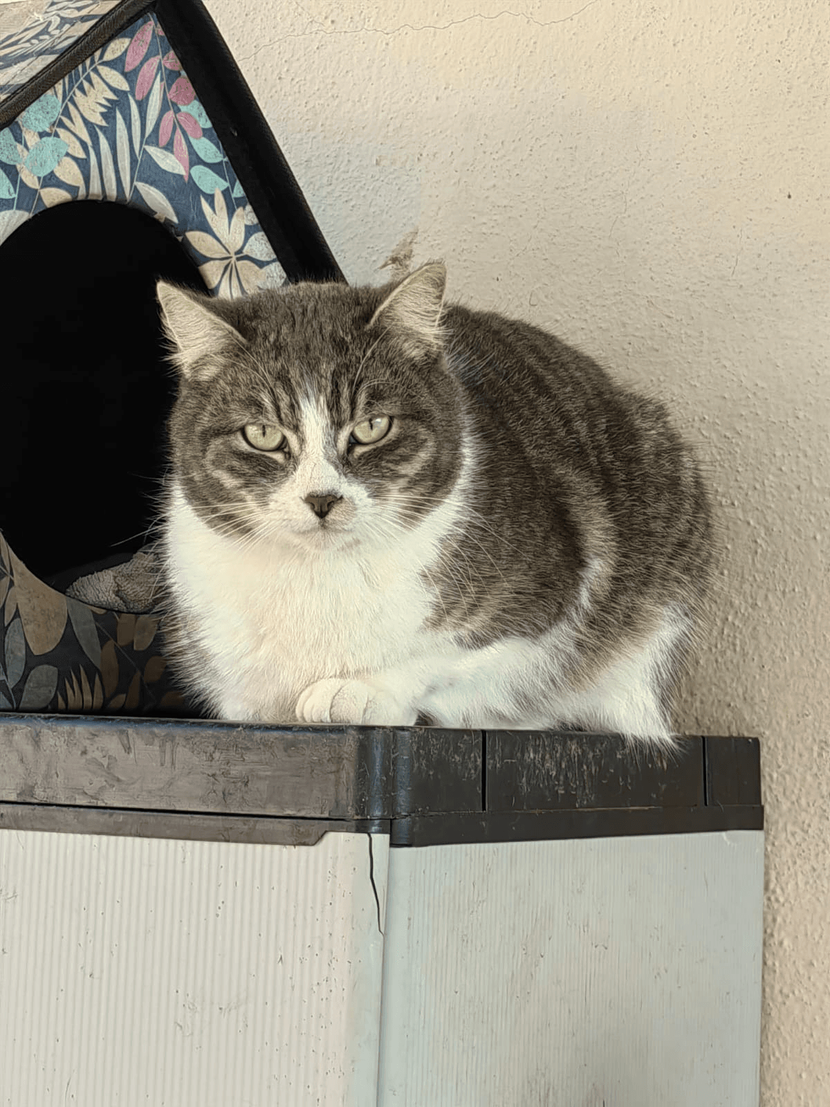 Gatto Brontolo