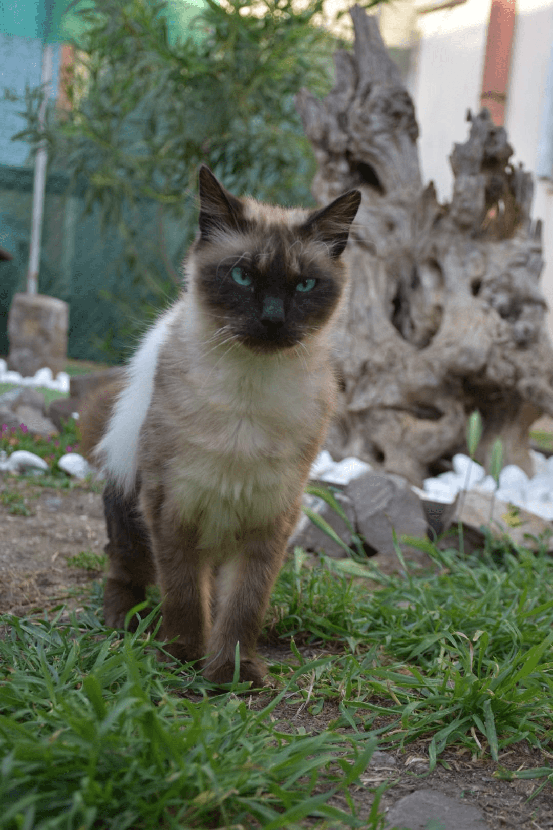 Gatto Celestino