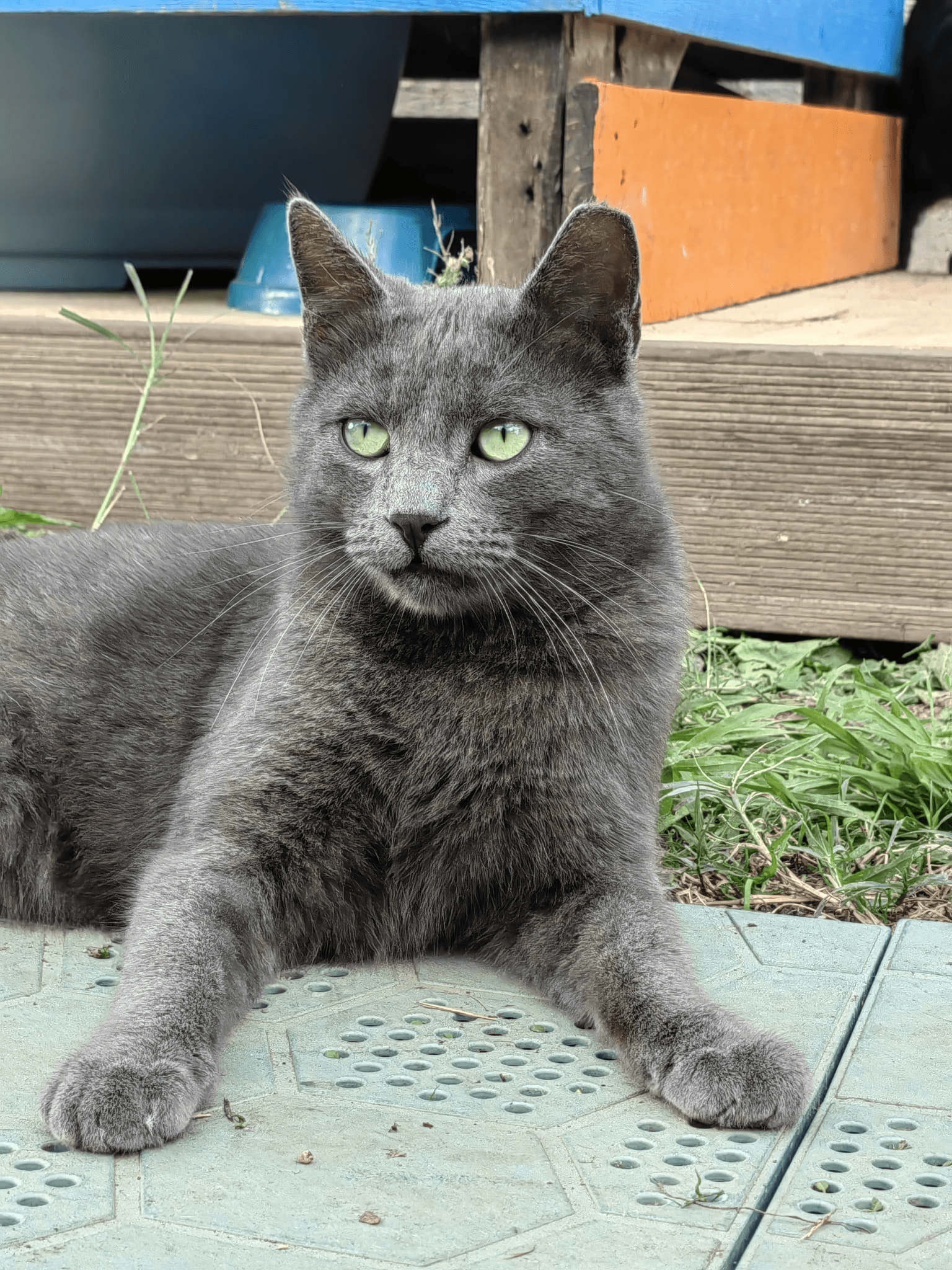 Gatto Cesare
