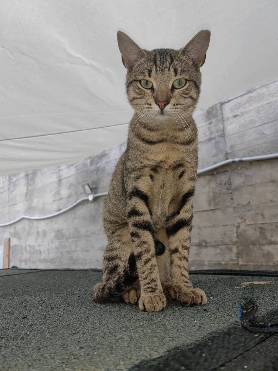 Gatto Charlie
