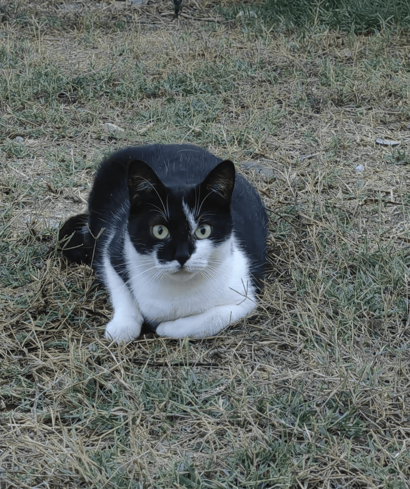 Gatta Cinzia