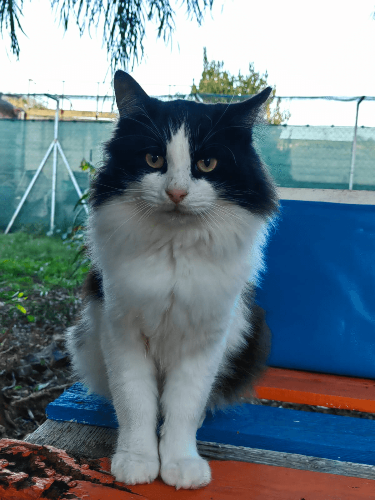 Gatto Cosimo