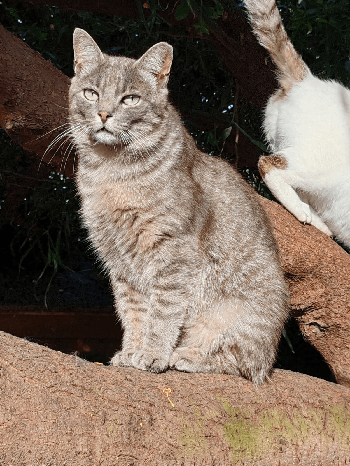 Gatto Crispino