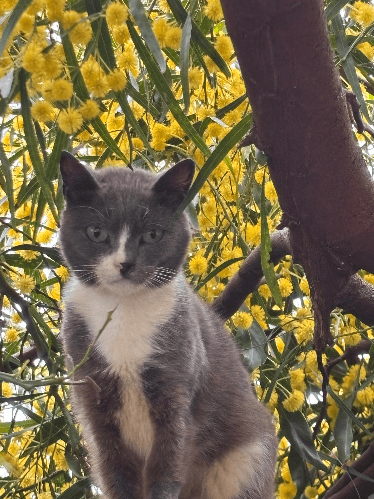 Gatto Esmeralda