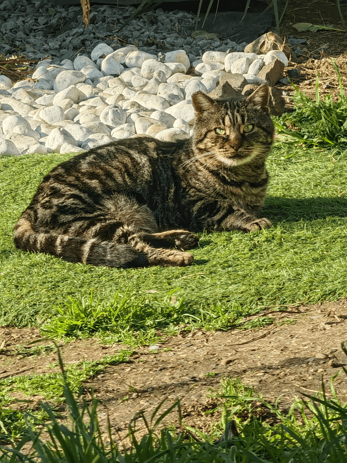 Gatto Franz