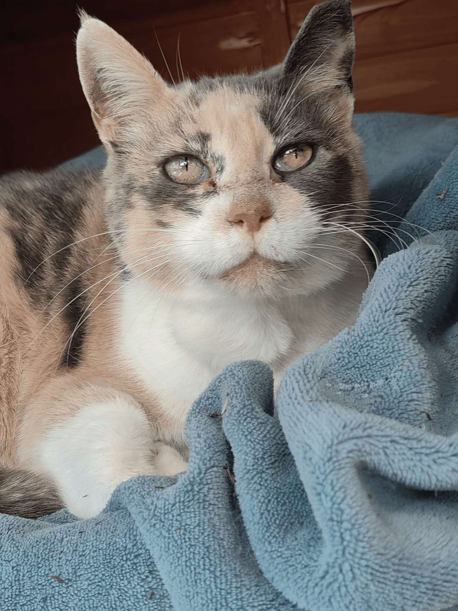 Gatto Frida