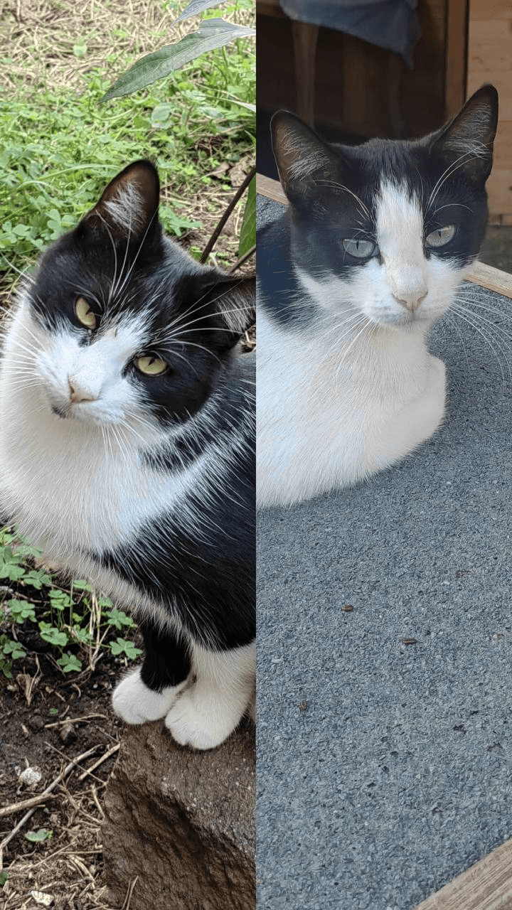 Gatti Mouse e Michelina