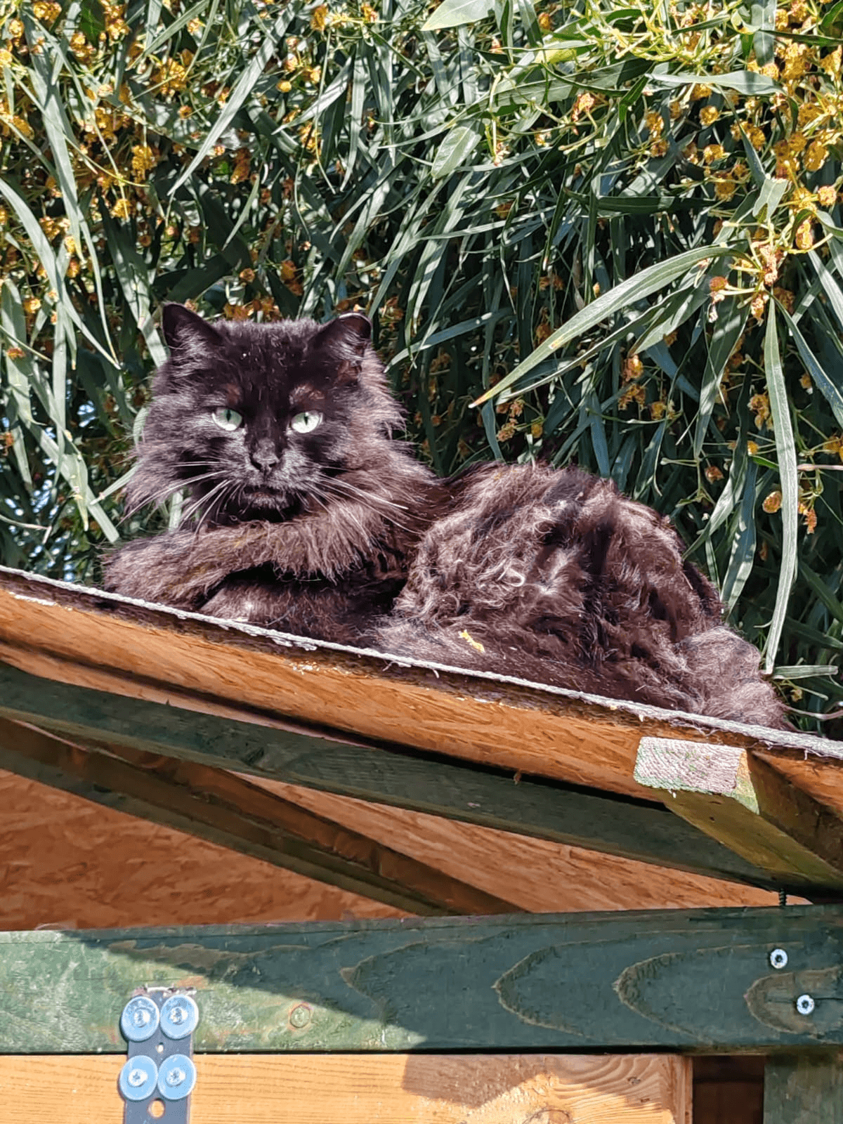 Gatto Paoletta