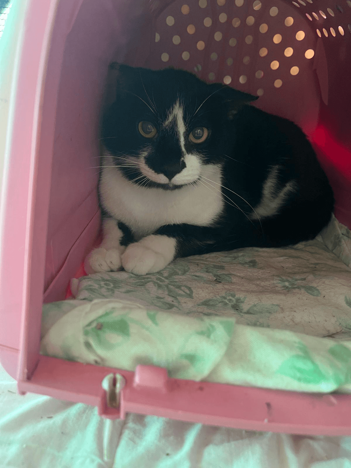 Gatto Poirot