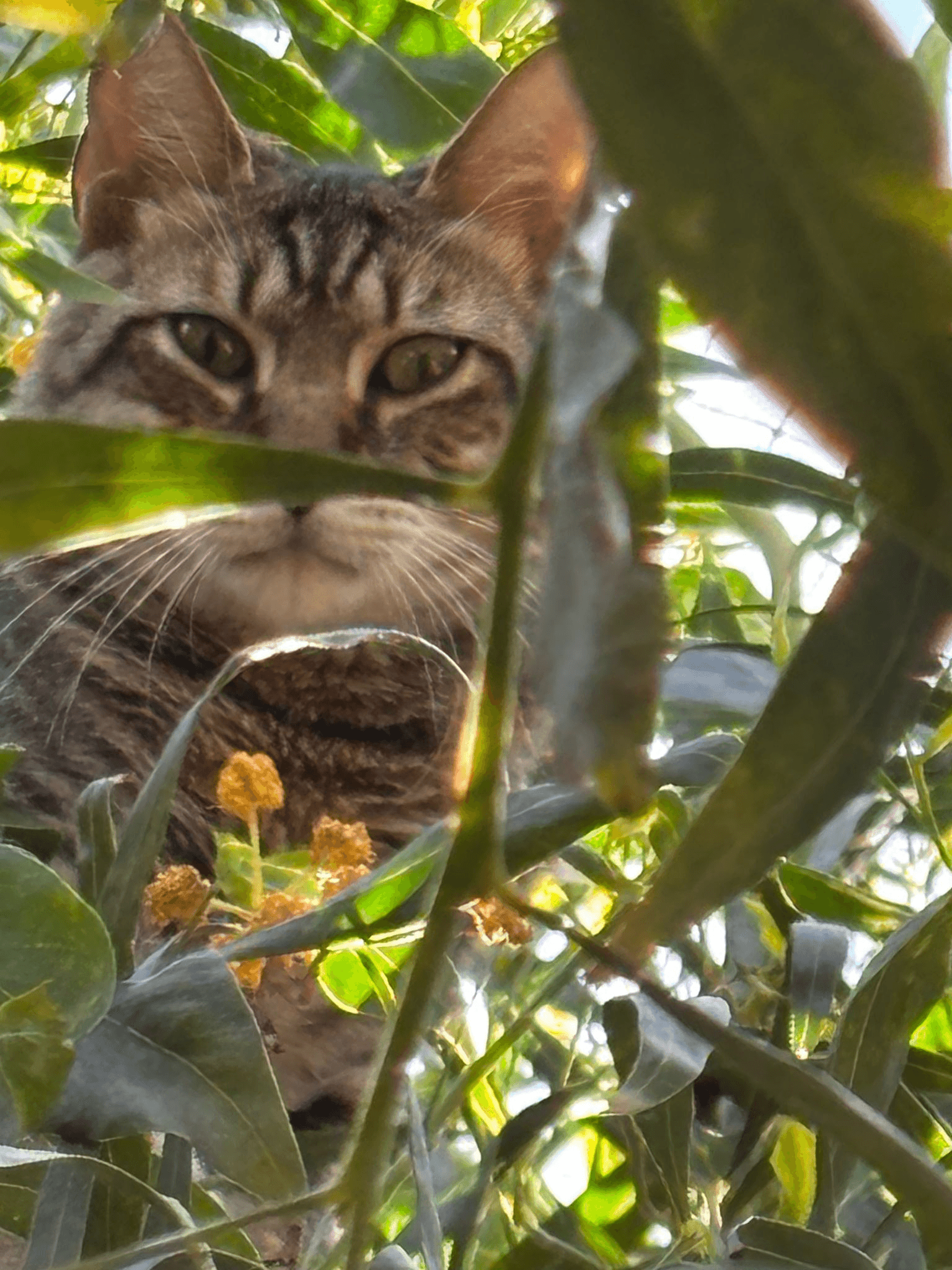 Gatto Riu