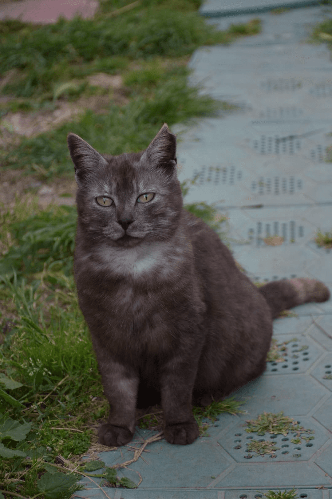 Gatto Romina