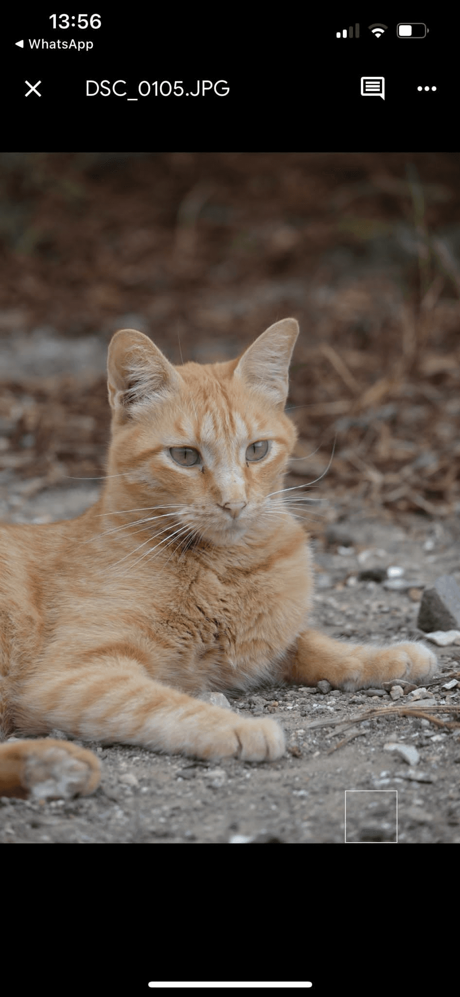 Gatto Ryan