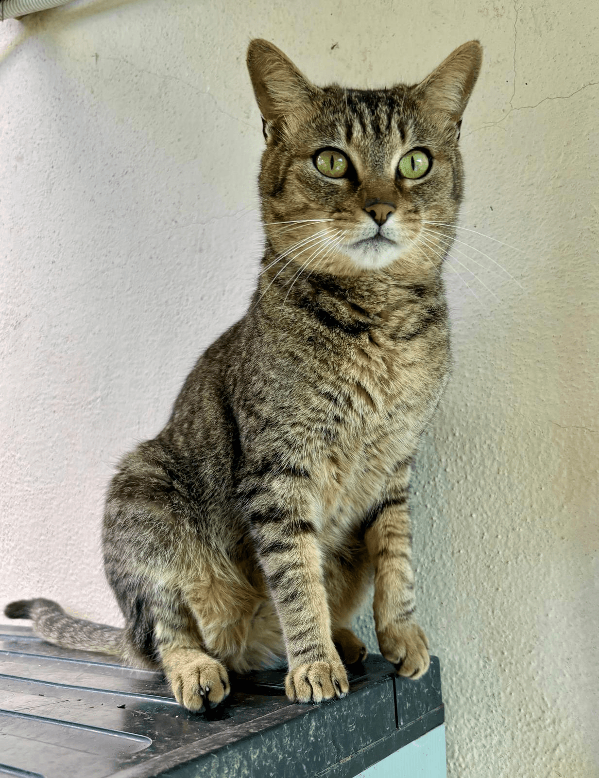 Gatto Sbirulino