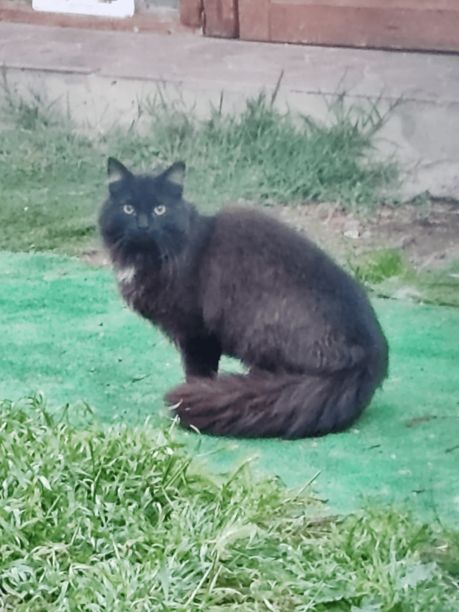 Gatto Soffio