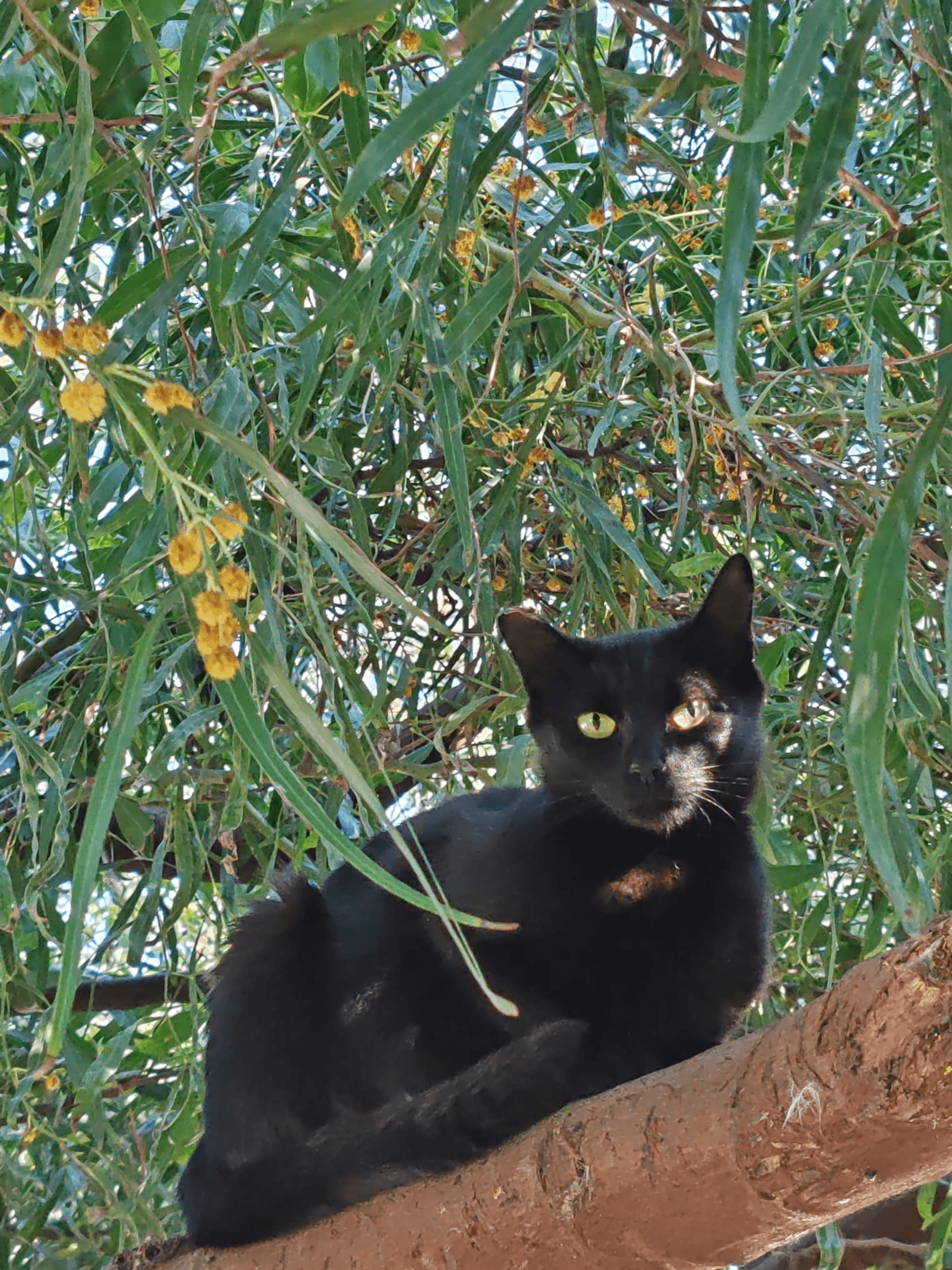 Gatto Sole