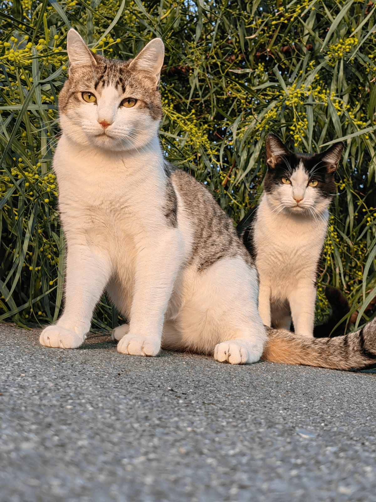 Gatti Steve e Martino