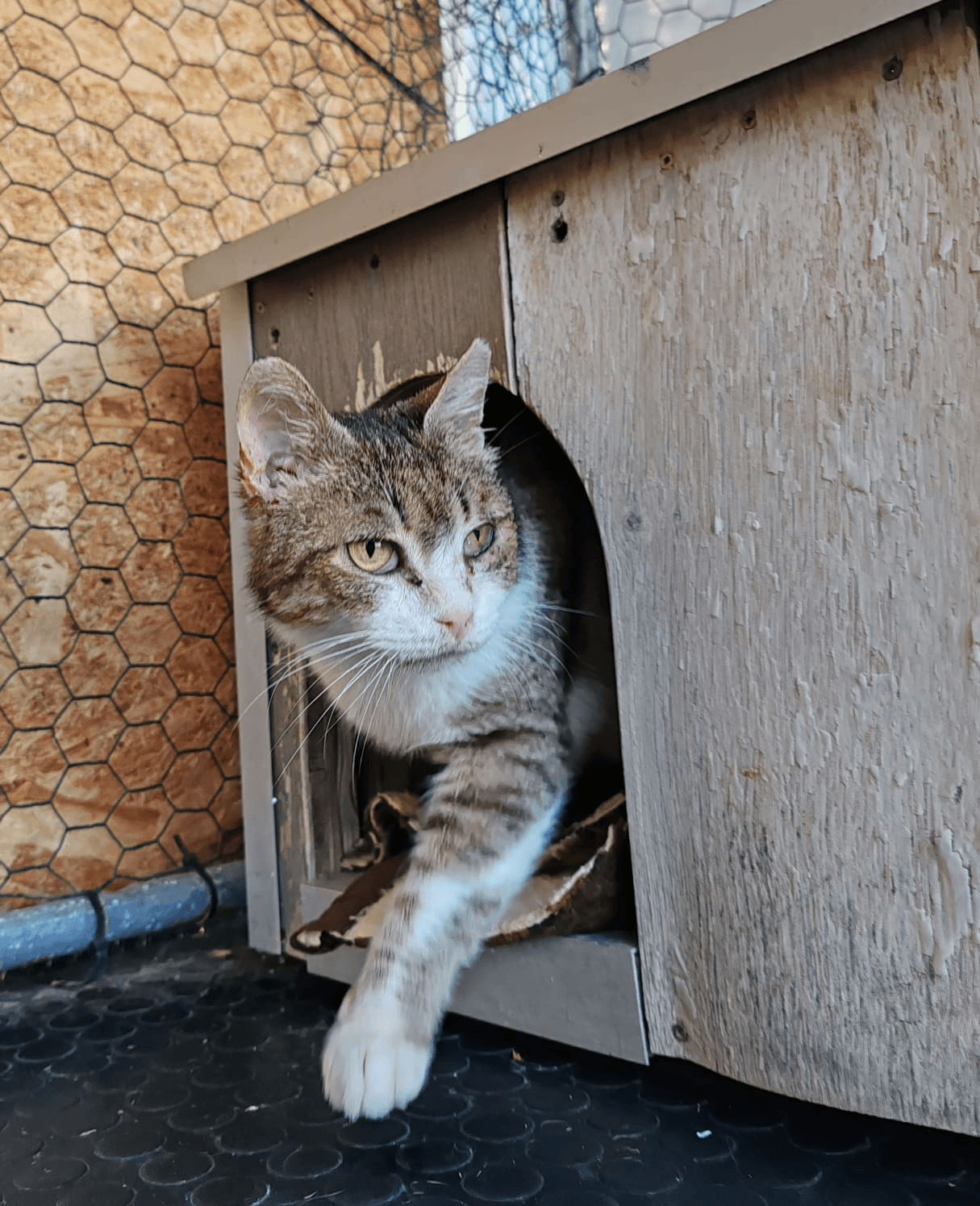 Gatto Ursula
